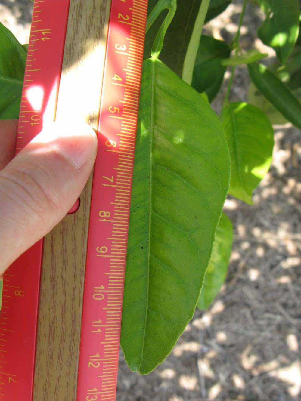              Unifoliolate leaf (Winter Haven, FL)       